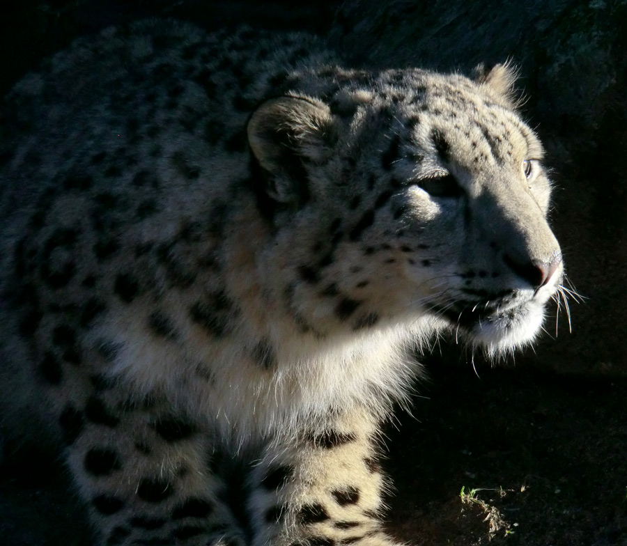 Schneeleoparden-Jungtier im Zoo Wuppertal im Januar 2013