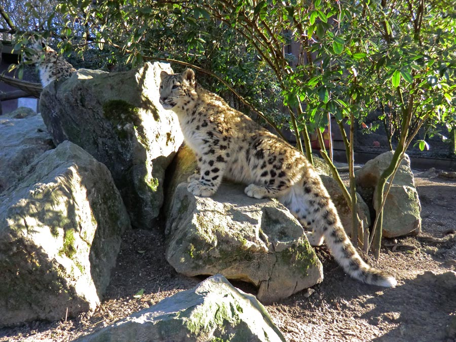 Schneeleoparden-Jungtiere im Zoologischen Garten Wuppertal im Januar 2013