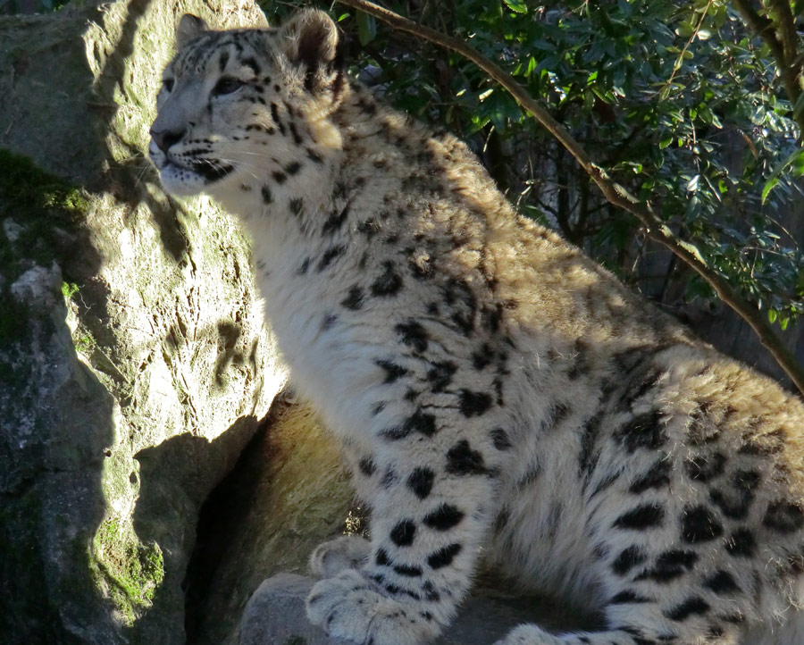 Schneeleoparden-Jungtier im Wuppertaler Zoo im Januar 2013