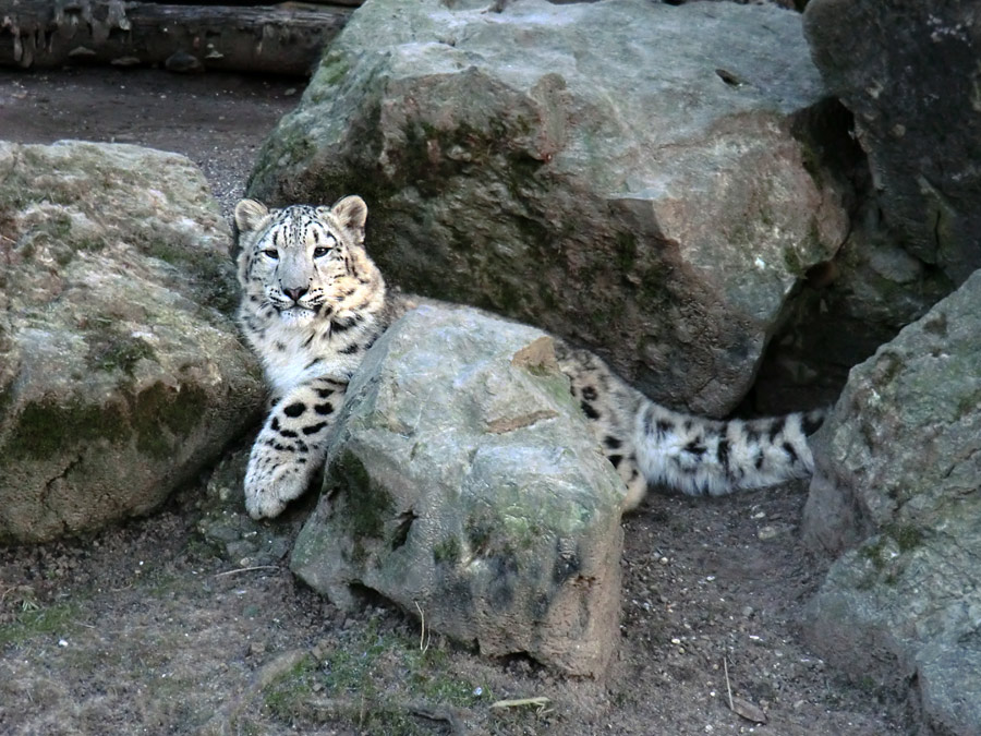 Schneeleoparden-Jungtier im Zoologischen Garten Wuppertal im Januar 2013