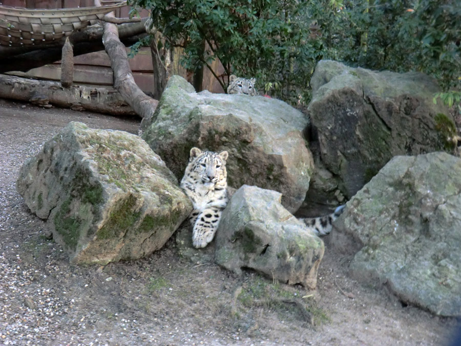 Schneeleoparden-Jungtiere im Zoologischen Garten Wuppertal im Januar 2013