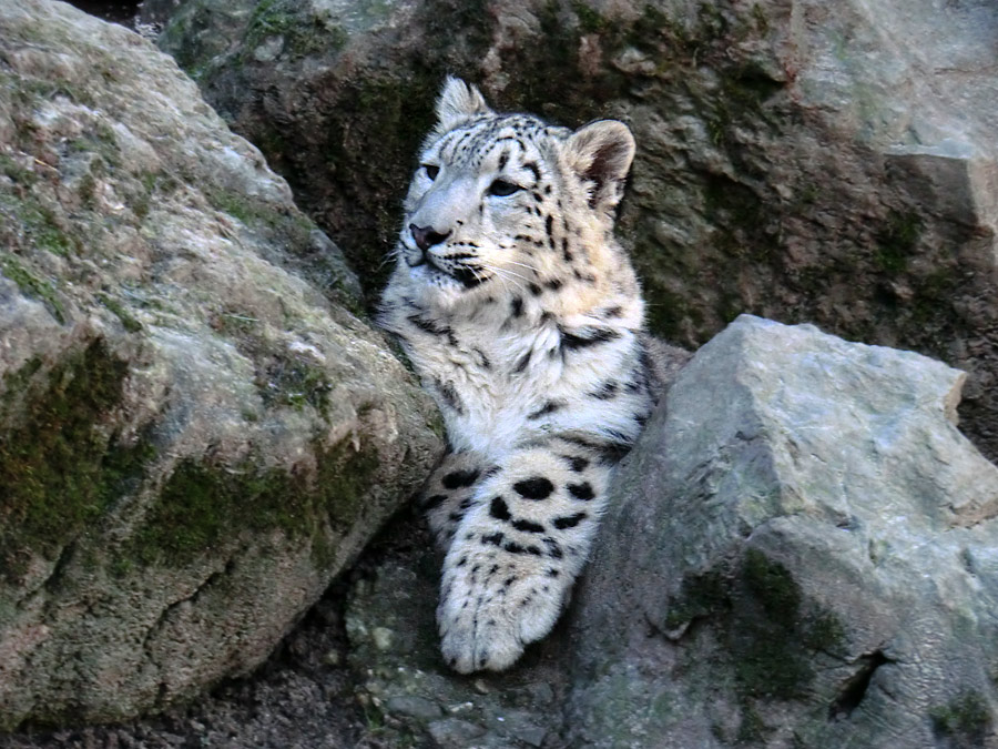 Schneeleoparden-Jungtier im Wuppertaler Zoo im Januar 2013