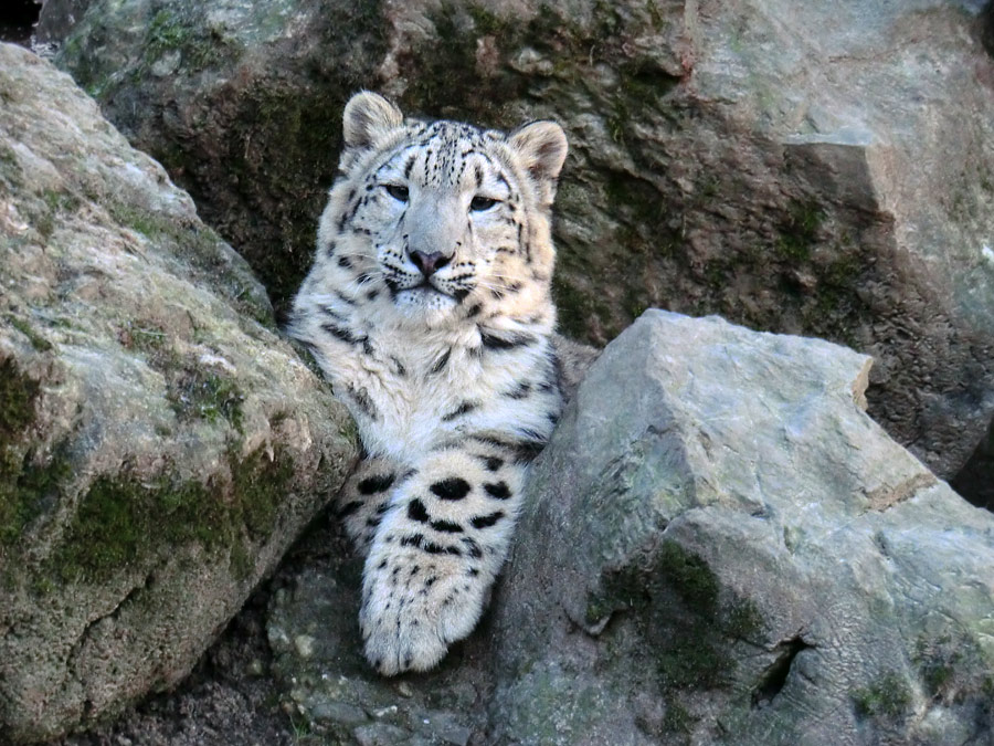 Schneeleoparden-Jungtier im Zoo Wuppertal im Januar 2013