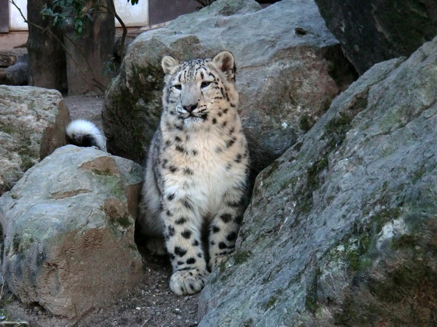 Schneeleoparden-Jungtier im Zoo Wuppertal im Januar 2013