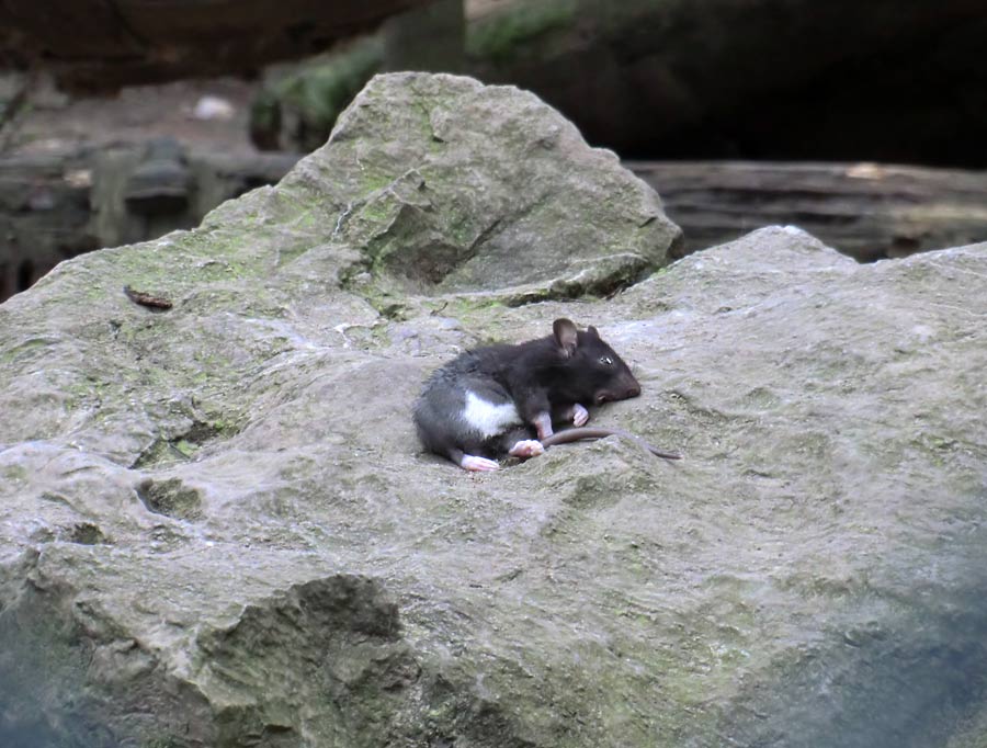 Futtertier für Schneeleopardin im Zoo Wuppertal im März 2014