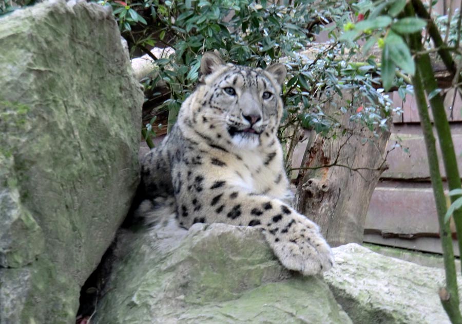 Schneeleopardin im Wuppertaler Zoo im März 2014