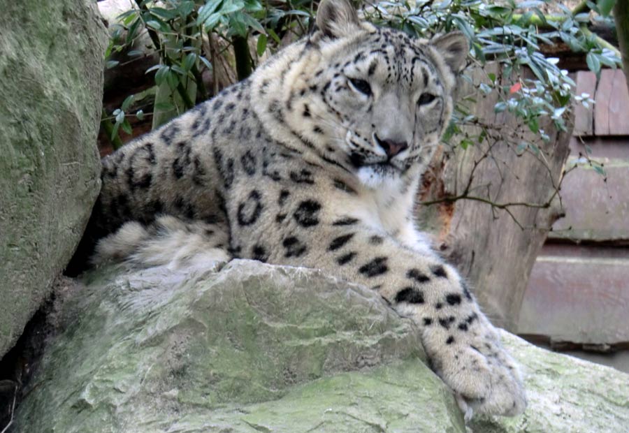 Schneeleopardin im Zoo Wuppertal im März 2014