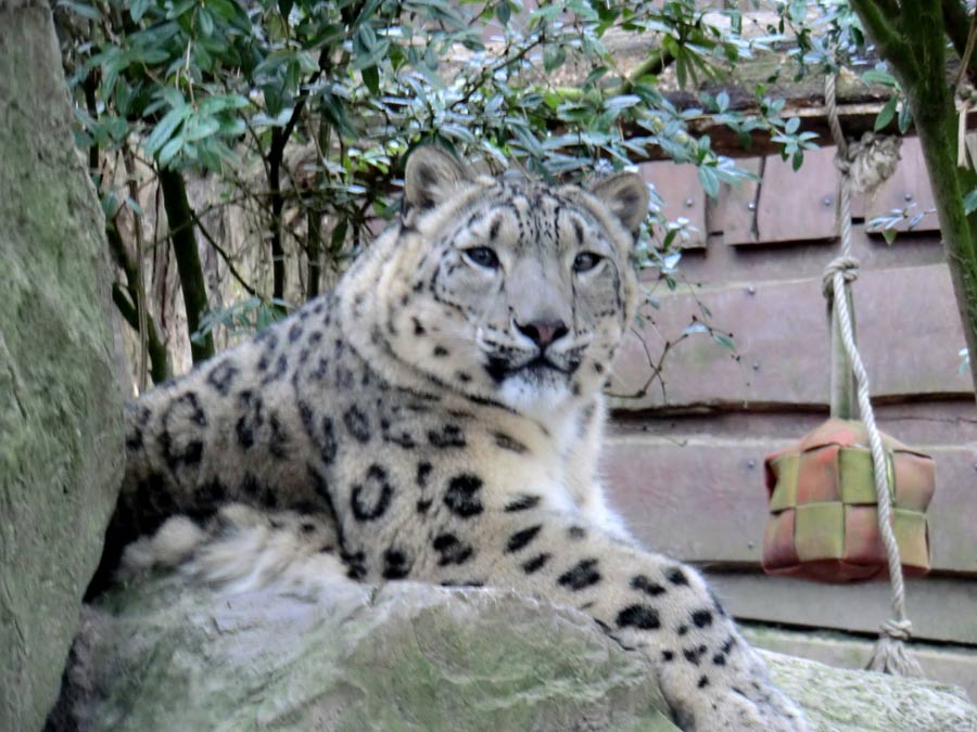 Schneeleopardin im Zoologischen Garten Wuppertal im März 2014