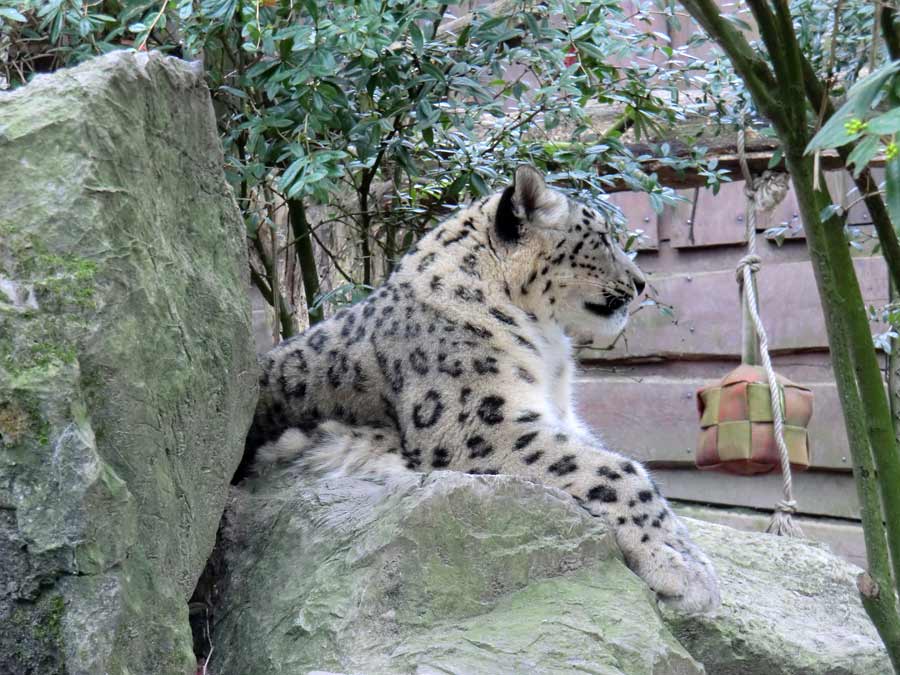 Schneeleopardin im Wuppertaler Zoo im März 2014