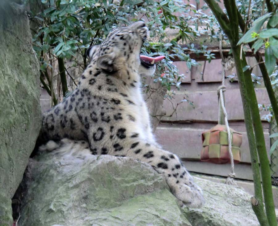 Schneeleopardin im Zoo Wuppertal im März 2014