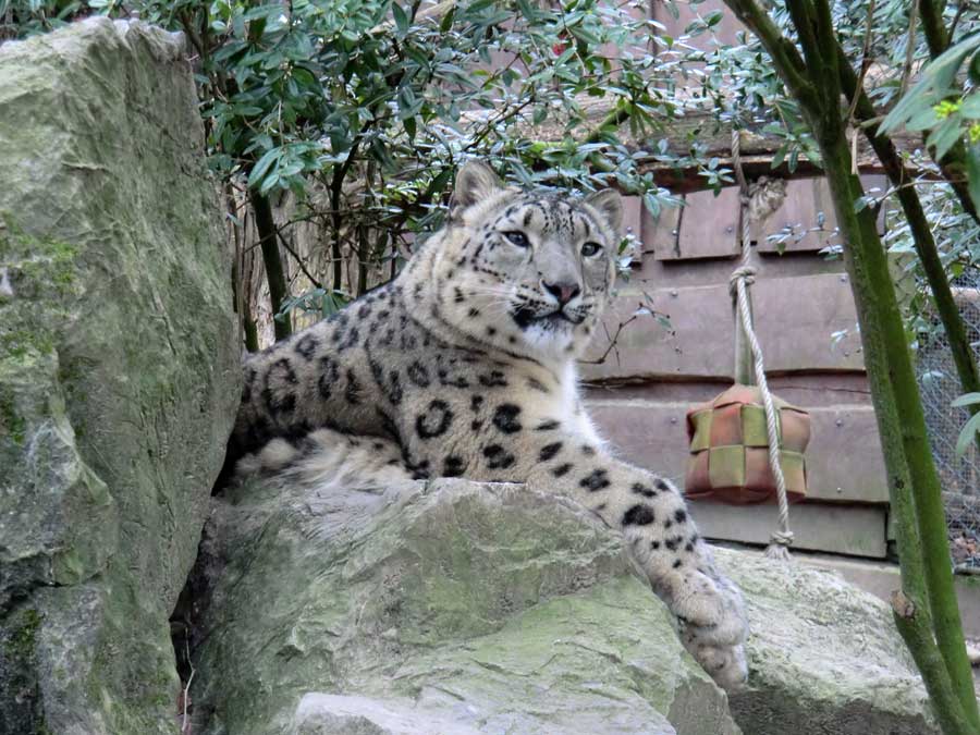 Schneeleopardin im Zoologischen Garten Wuppertal im März 2014