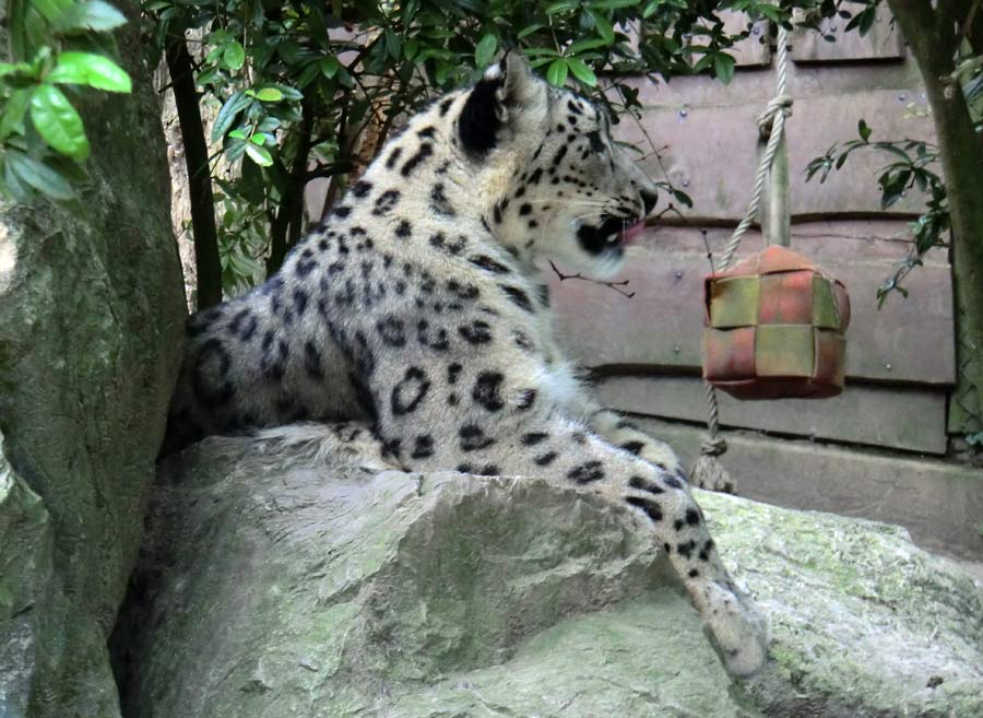 Schneeleopardin im Zoo Wuppertal im Juni 2014