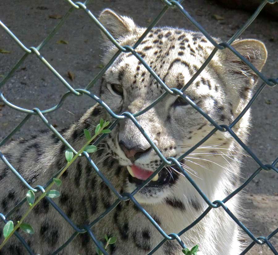 Schneeleopardin im Zoo Wuppertal im Juli 2014