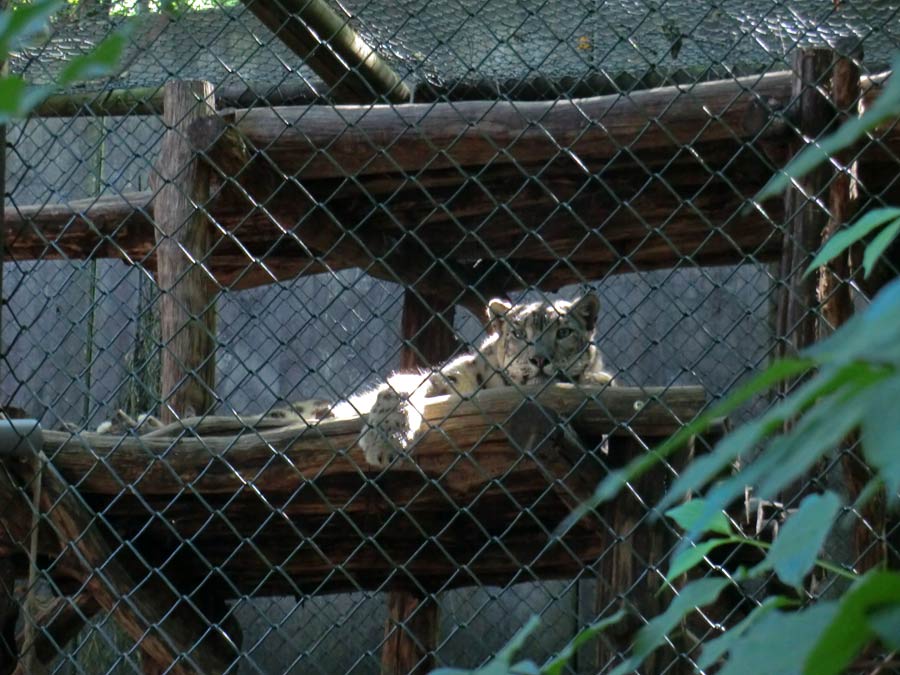 Neuer Schneeleopard im Zoologischen Garten Wuppertal im Juli 2014