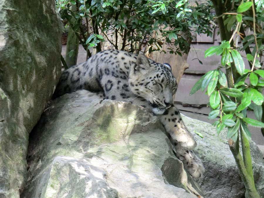 Schneeleopardin im Zoologischen Garten Wuppertal im Juli 2014