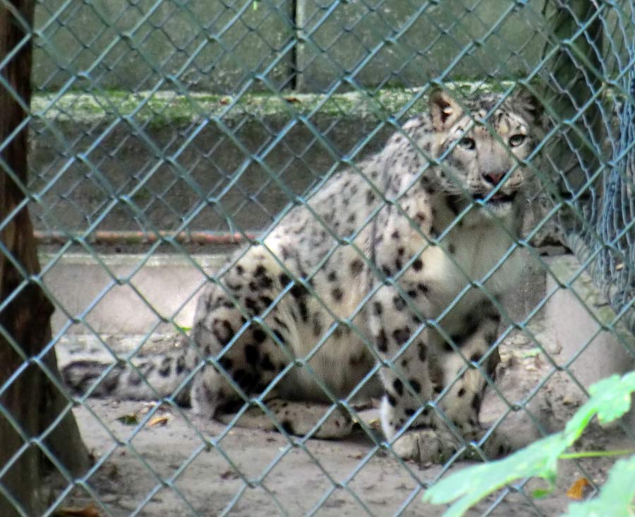 Neues Schneeleoparden-Männchen im Wuppertaler Zoo im Juli 2014