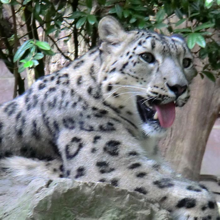 Schneeleopardin im Wuppertaler Zoo im Juli 2014