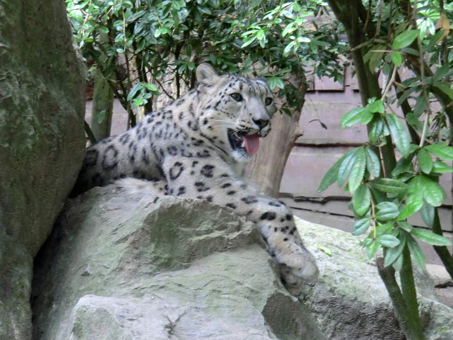 Schneeleopardin im Zoo Wuppertal im Juli 2014