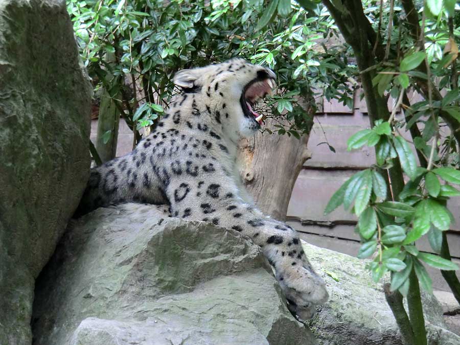 Schneeleopardin im Zoologischen Garten Wuppertal im Juli 2014