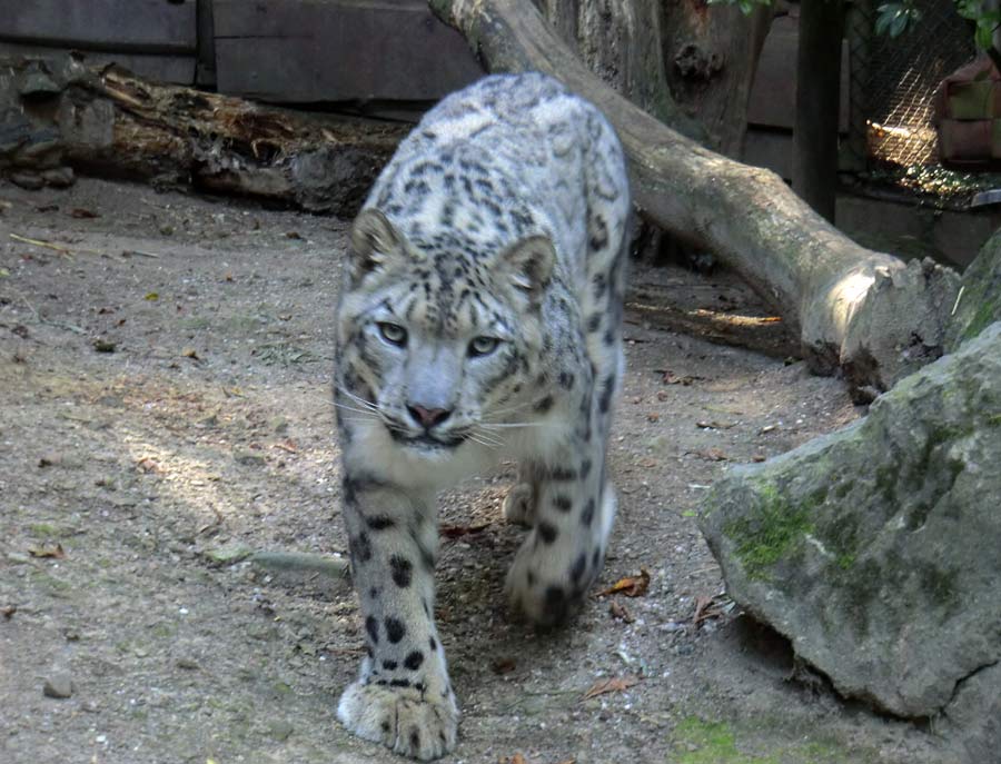 Schneeleopard im Zoo Wuppertal im August 2014