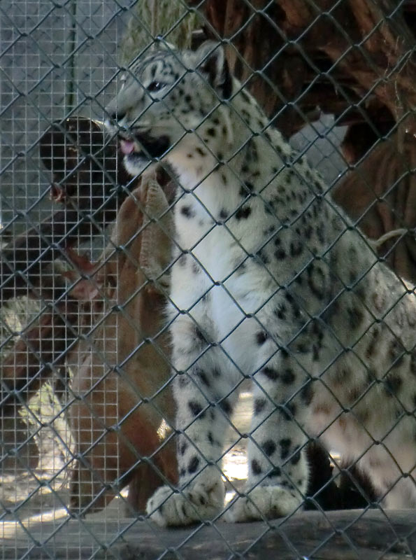 Schneeleopardin im Zoologischen Garten Wuppertal im August 2014