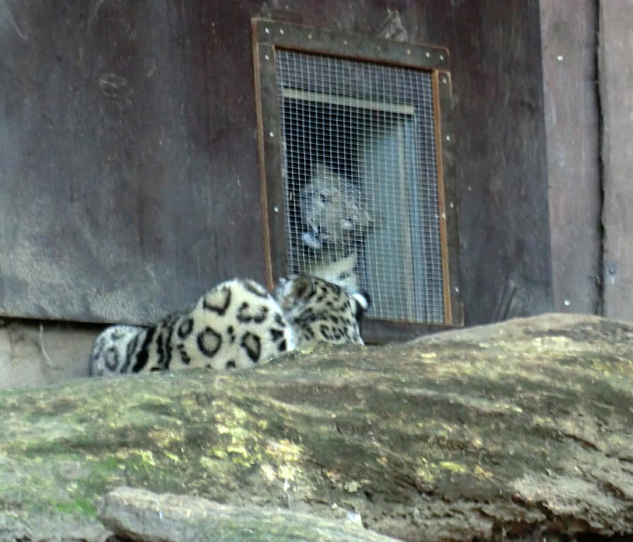 Schneeleoparden im Wuppertaler Zoo im August 2014