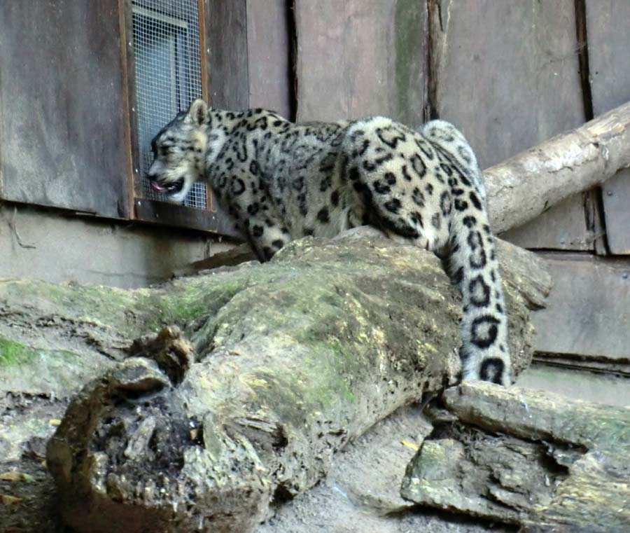 Schneeleopard im Zoo Wuppertal im August 2014