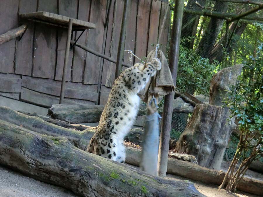 Schneeleopard im Wuppertaler Zoo im August 2014