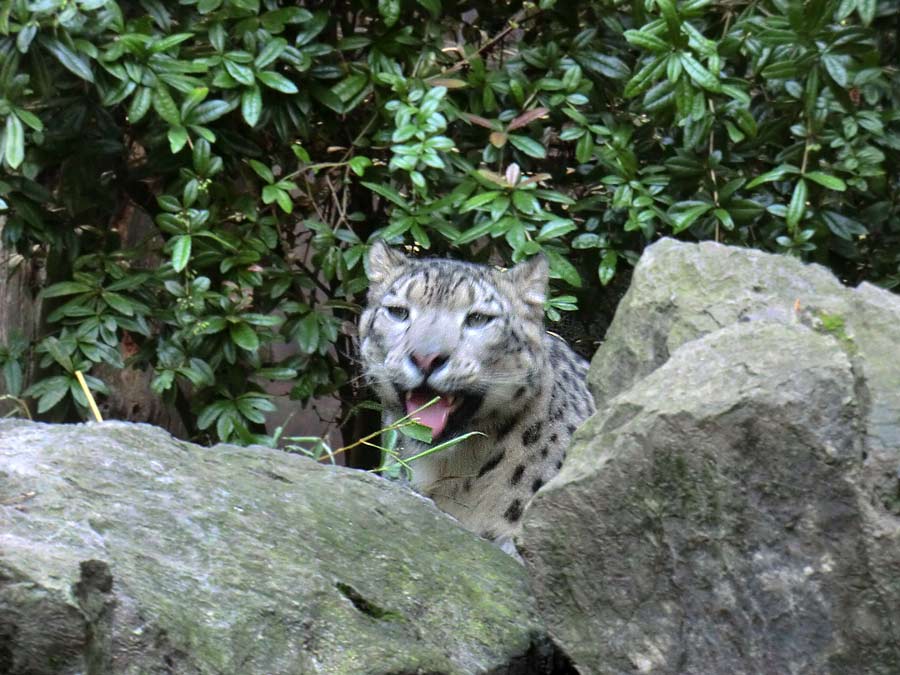 Schneeleopard im Zoologischen Garten Wuppertal im August 2014