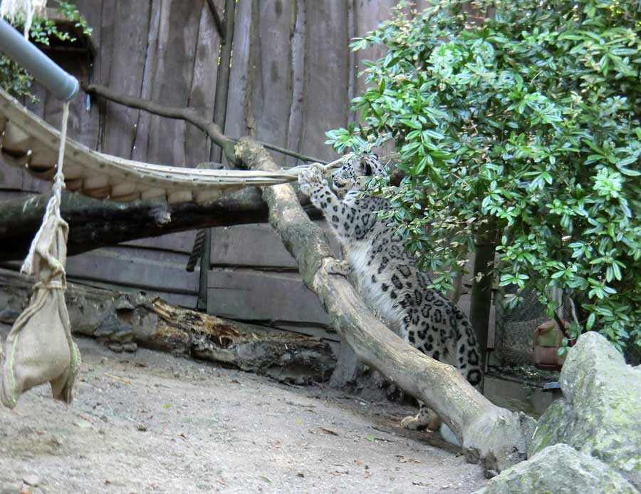 Schneeleopard im Wuppertaler Zoo im August 2014