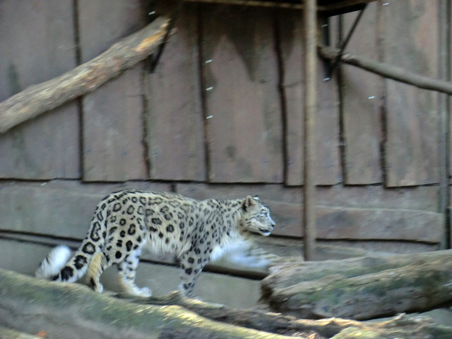 Schneeleopard im Zoologischen Garten Wuppertal im August 2014