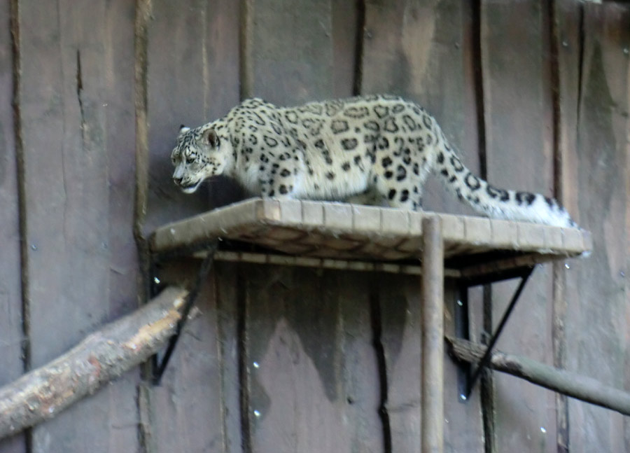 Schneeleopard im Wuppertaler Zoo im August 2014