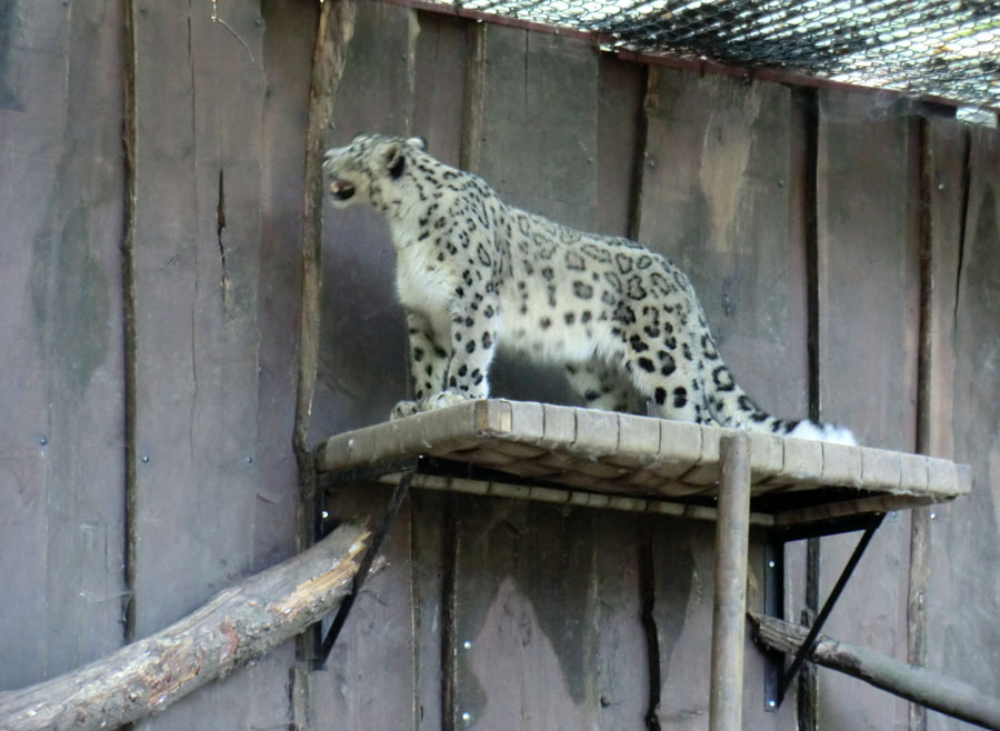 Schneeleopard im Zoo Wuppertal im August 2014