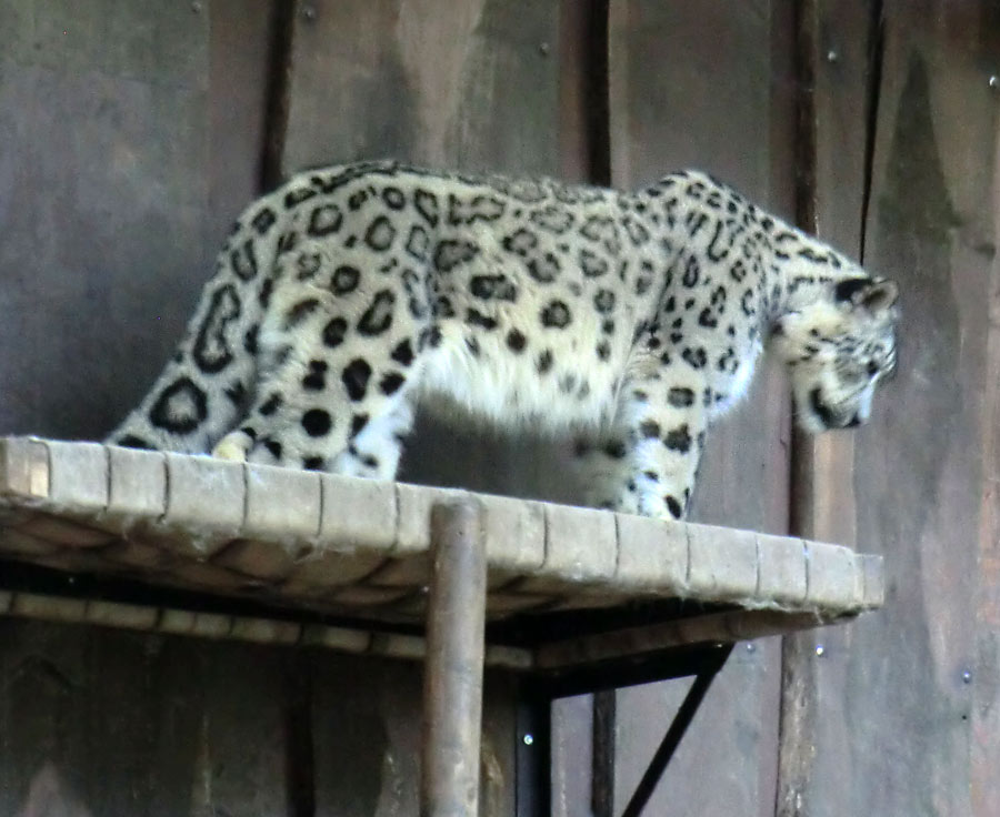 Schneeleopard im Zoologischen Garten Wuppertal im August 2014