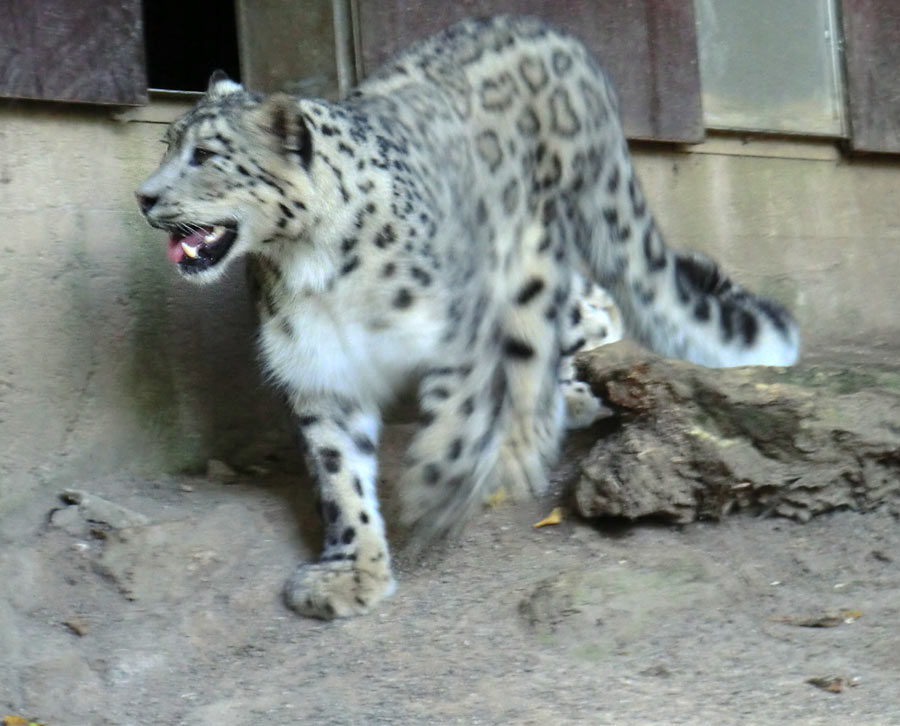 Schneeleopard im Zoo Wuppertal im August 2014