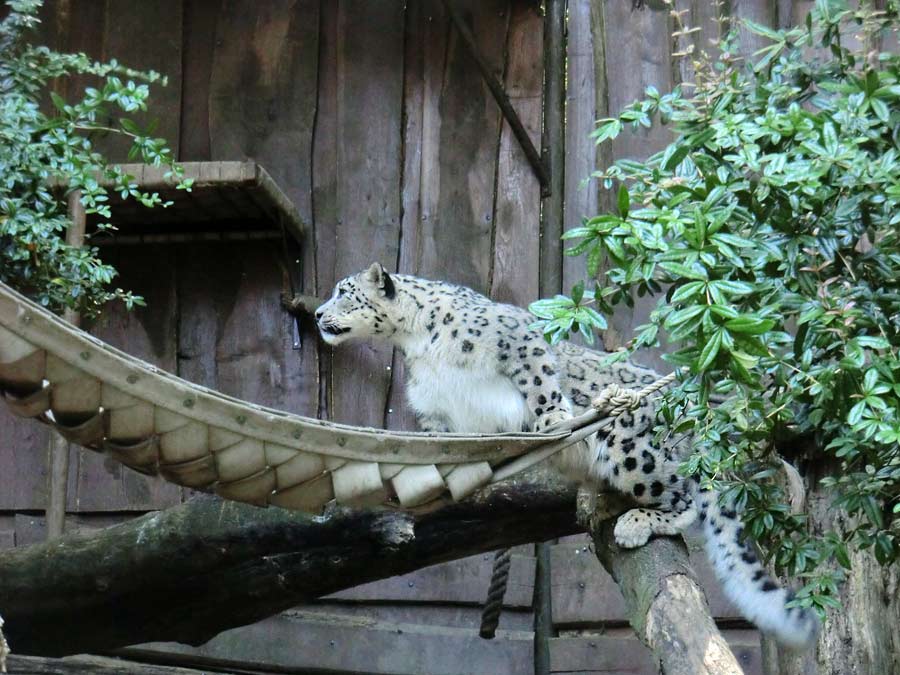 Schneeleopard im Zoologischen Garten Wuppertal im August 2014