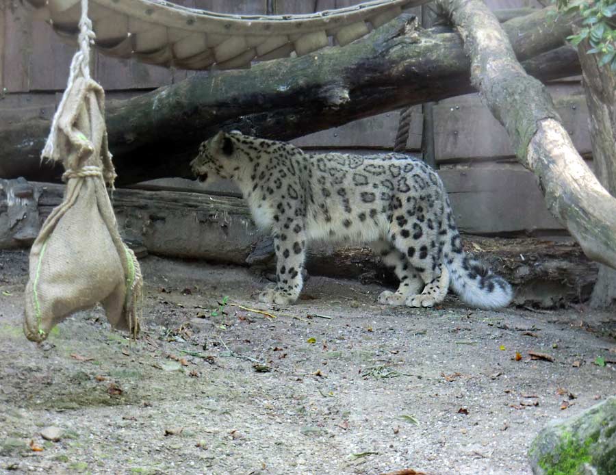 Schneeleopard im Wuppertaler Zoo im August 2014