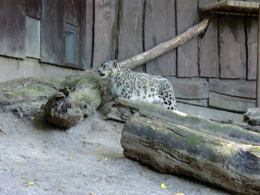 Schneeleopard im Zoologischen Garten Wuppertal im August 2014