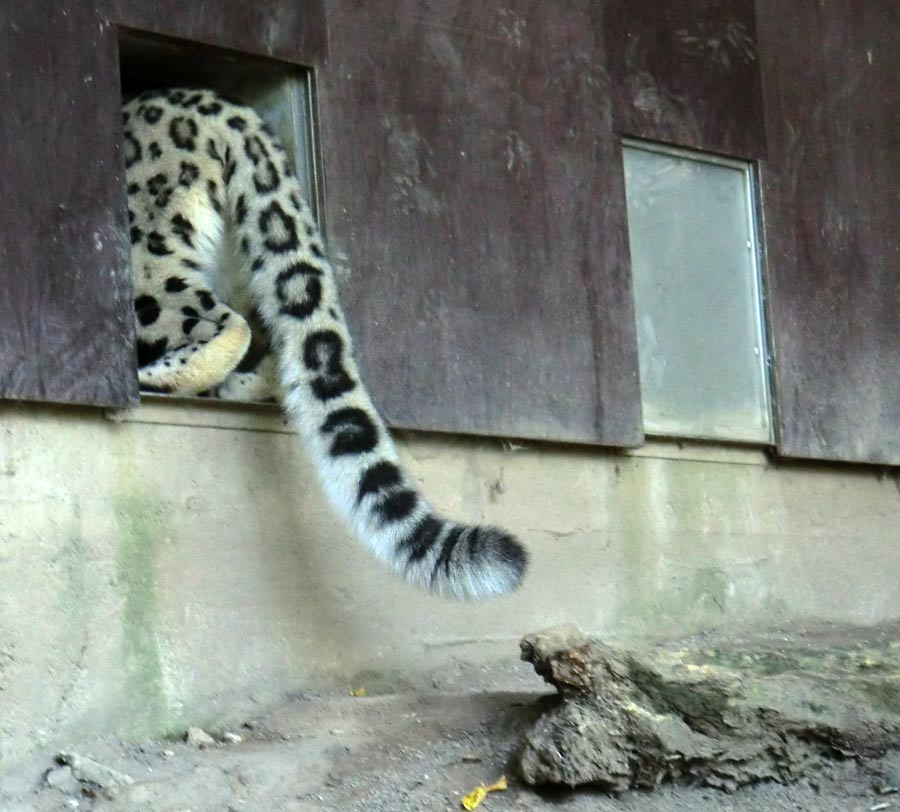 Schneeleopard im Wuppertaler Zoo im August 2014