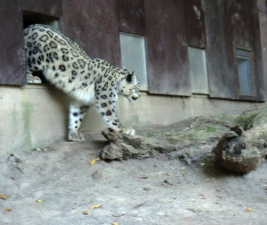 Schneeleopard im Zoo Wuppertal im August 2014