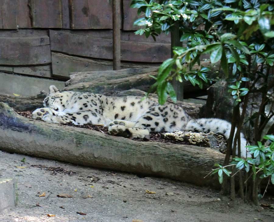 Schneeleopard im Zoologischen Garten Wuppertal im August 2014