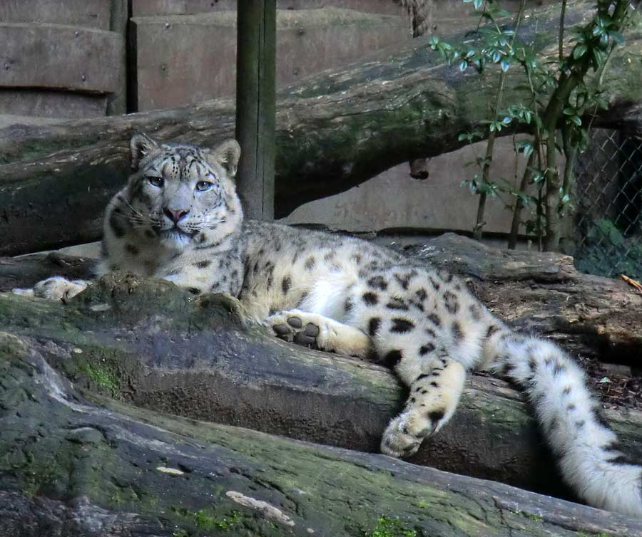 Schneeleopard im Zoologischen Garten Wuppertal im August 2014