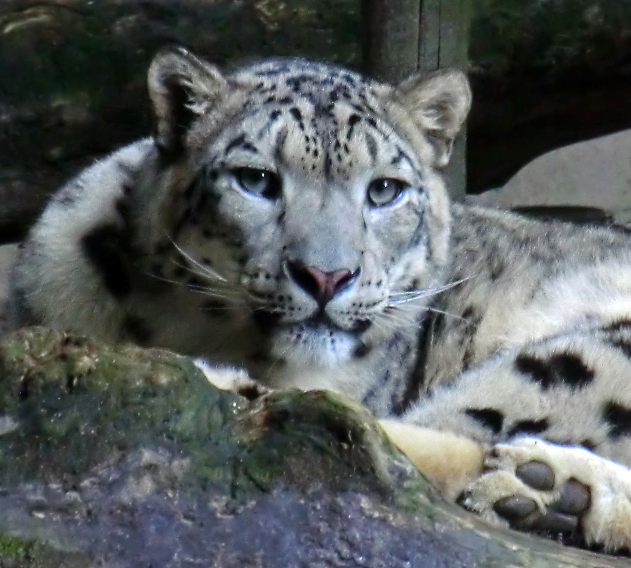 Schneeleopard im Wuppertaler Zoo im August 2014