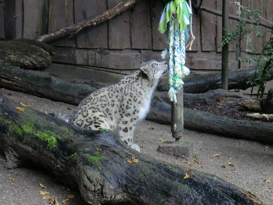 Schneeleopard im Zoo Wuppertal im September 2014