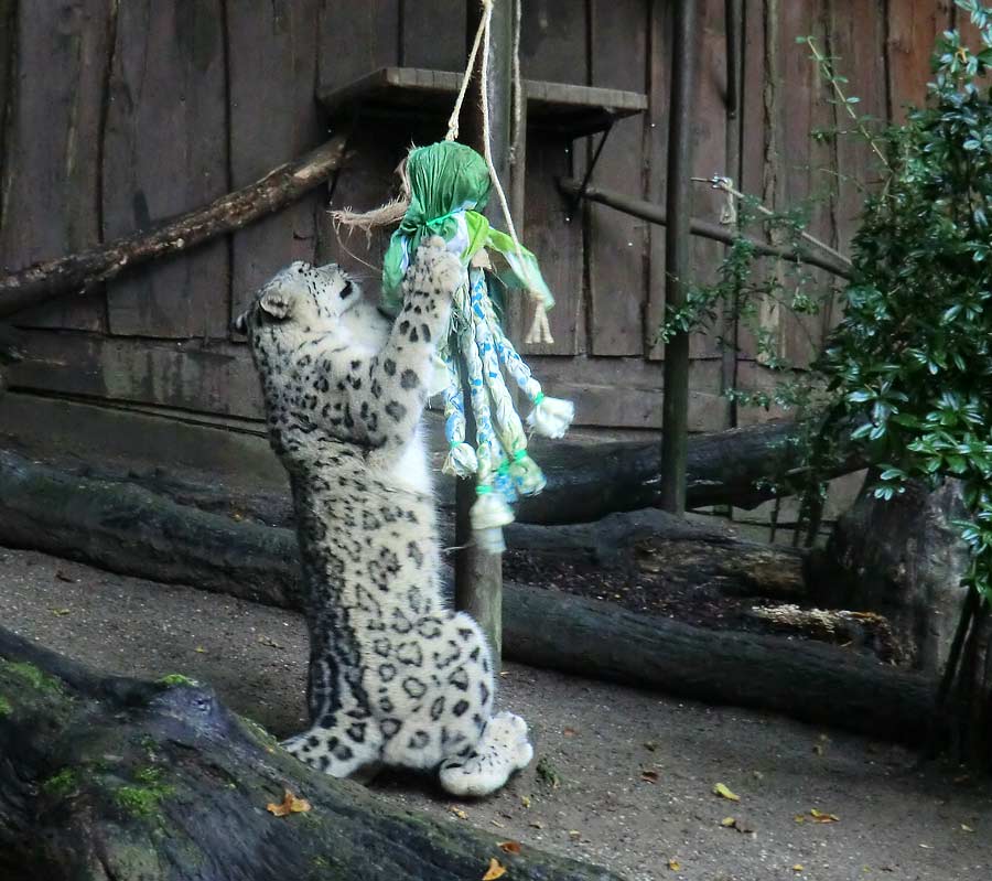 Schneeleopard im Wuppertaler Zoo im September 2014