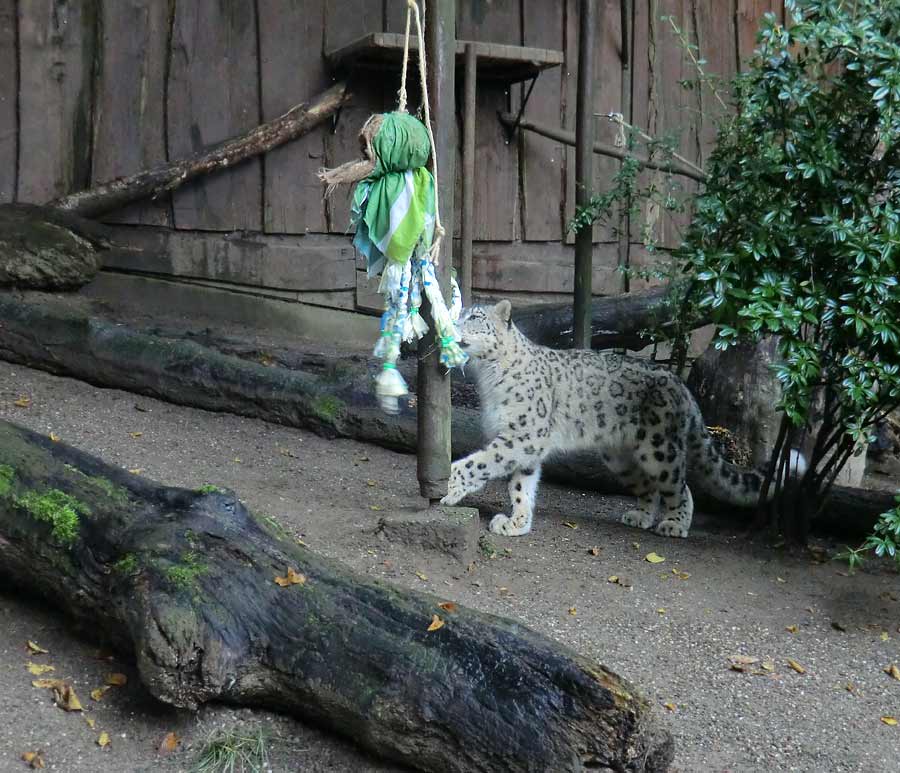 Schneeleopard im Zoo Wuppertal im September 2014