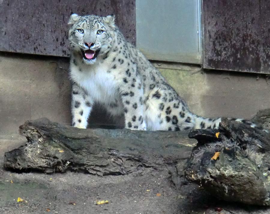 Schneeleopard im Zoologischen Garten Wuppertal im September 2014