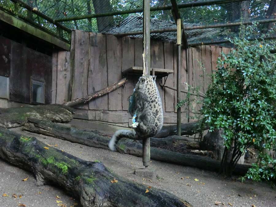 Schneeleopard im Wuppertaler Zoo im September 2014