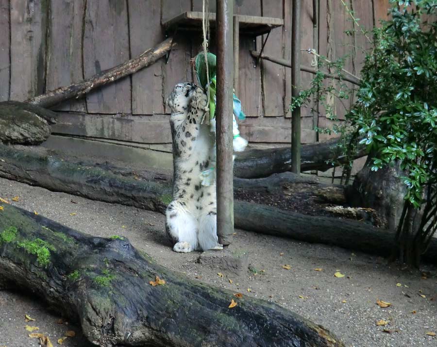 Schneeleopard im Zoologischen Garten Wuppertal im September 2014