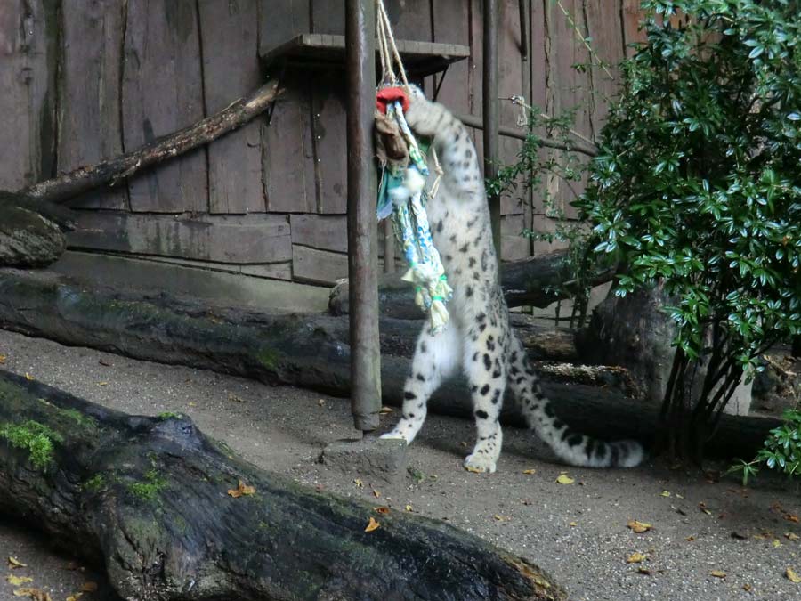 Schneeleopard im Wuppertaler Zoo im September 2014